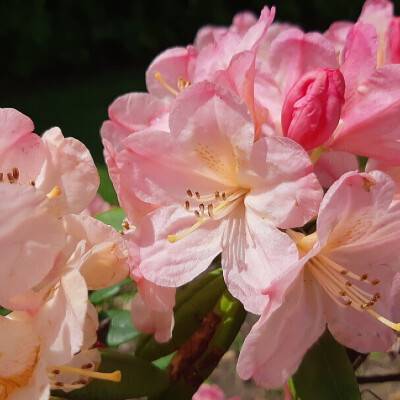 Rhododendron (Y) 'Percy Wiseman'